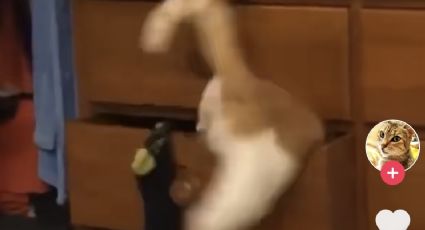 Gatito saca ropa de cajón para acostarse, pero no cabe y su intento se hace viral: VIDEO