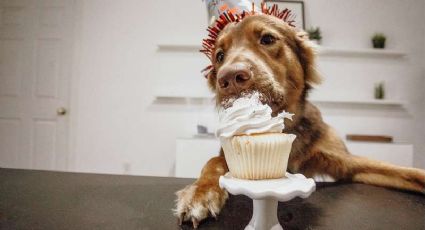 ¡Cuida a tu perrito! Lomitos con obesidad pueden vivir hasta 2.5 años menos, según la UNAM