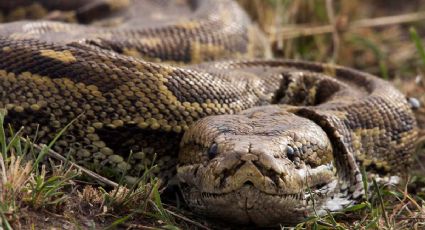 Aterrador hallazgo: Serpiente gigante estrangula a hombre en su propia casa