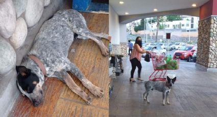 Caramelo, el perrito que espera a su fallecida dueña afuera del supermercado: FOTO