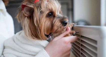 ¿Cómo identificar el golpe de calor en perros y gatos? Esto dicen los expertos