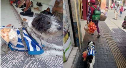 Conoce a Palomo, el perrito 'chambeador' que vende chicharrones para pagar sus croquetas