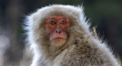 Macacos en Japón: cazadores matan a miembro de un grupo que aterroriza la ciudad de Yamaguchi