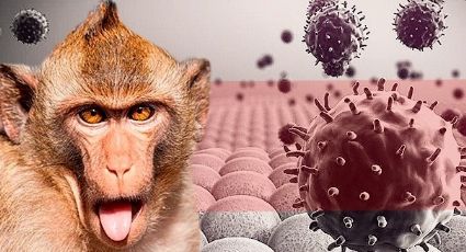 Viruela del mono ya cobró vidas en Europa y Latinoamérica tras declaración de emergencia de la OMS