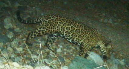 'El Jefe', el longevo jaguar que vigila la frontera entre EU y México y que alienta a ecologistas