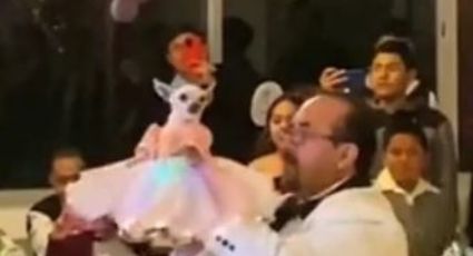 Quinceañera: perrita cumple años y le organizan fiesta con todo y chambelanes (VIDEO)