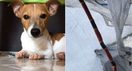 Él es "Nachito", el perrito que murió por una mordida de serpiente al defender a su familia