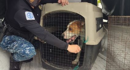 Rescatan a perrito que dejaron amarrado bajo la lluvia y granizo: Fotos y video