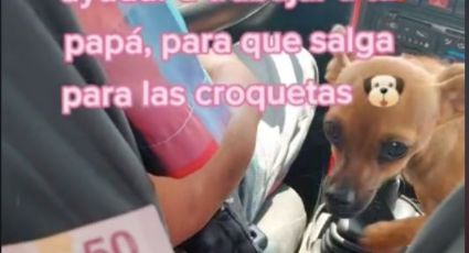 Video: ¡Qué ternura! Perrita taxista se hace viral por acompañar a su dueño y cobrar a los pasajeros