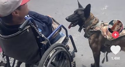 Intenta no llorar al ver a este perrito que ayuda a su dueño en silla de ruedas a cruzar la calle
