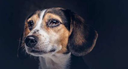 ¡Migrantes perrunos! Voluntarios hispanos rescatan a perros separados de su familia en la frontera