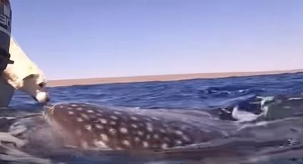 Perrito tuvo un increíble encuentro con tiburón ballena y así fue su reacción: Video