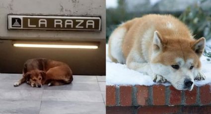 ¡Intenta no llorar! Perrito espera diario a su dueña muerta en el metro; le dicen ‘Hachiko mexicano’