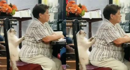 ¿Michimasaje? Gato da masaje a abuelita y se vuelve viral: Video