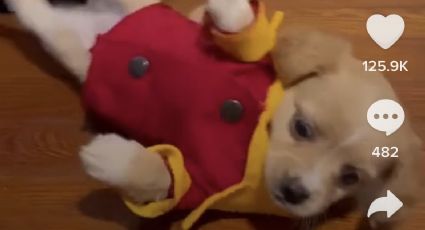 Video: Surge perrito del Oxxo; cachorro con todo y su uniforme enternece a TikTok