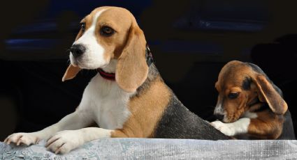 Más de 4 mil perritos iban a ser usados para experimentos; los rescataron y ahora buscan un hogar