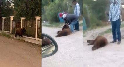 Matan a pequeño oso que solo buscaba agua y comida en calles de Sonora | VIDEO
