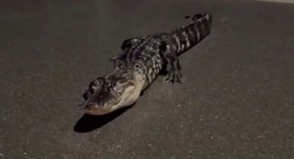 ¿Qué le pasó? Captan a enorme cocodrilo de tres patas en Florida: VIDEO