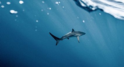 ¡Alerta! Minitiburones acechan las playas de California y atacan pies de turistas