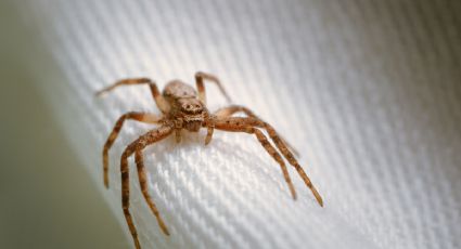 ¿Qué significa soñar con arañas y por qué deberías preocuparte?