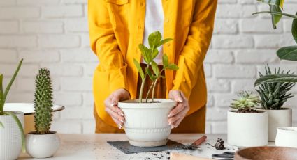 ¿Cómo hacer crecer tus plantas rápido? Prepara este abono casero con 3 ingredientes de cocina