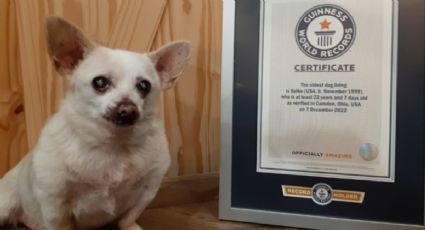 Conoce a Spike, el adorable chihuahua que fue nombrado el perro más viejo del mundo