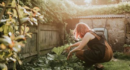 Tips: ¿Cómo decorar un jardín pequeño en casa con plantas de sol?