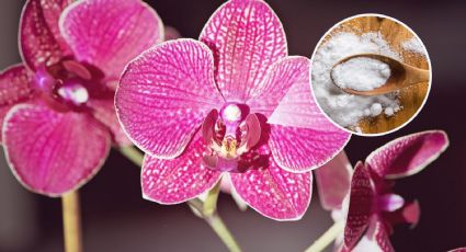 Haz que tus ORQUÍDEAS crezcan en tiempo récord con ABONO casero de 1 ingrediente del baño