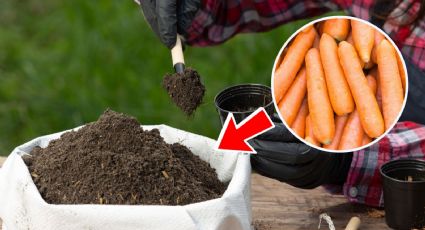 3 formas naturales de fertilizar tus plantas de interior con desechos de FRUTAS y verduras