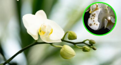 ¿Tus orquídeas tienen hongos? Este ingrediente de cocina te ayudará a que sanen en horas
