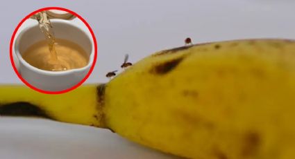 Haz este repelente casero para eliminar los mosquitos de fruta con 2 ingrediente de cocina