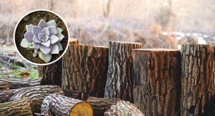¿Cómo plantar SUCULENTAS en un tronco de madera? | PASO a PASO