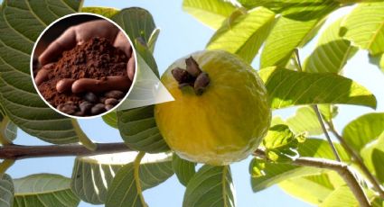 Prepara el mejor ABONO casero para hacer florecer rápido a tu árbol de GUAYABA con café y ceniza