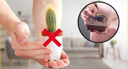 Las 3 plantas que NO deberías tener en casa porque ahuyentan el DINERO y la abundancia