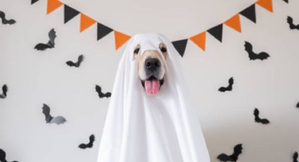 ¡Alista a la bendi! Los 7 DISFRACES más populares en Halloween 2023 para disfrazar a tu perro