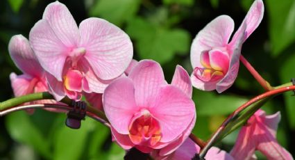 Así puedes REVIVIR a tus orquídeas que se marchitaron con 2 ingredientes de cocina en 1 semana