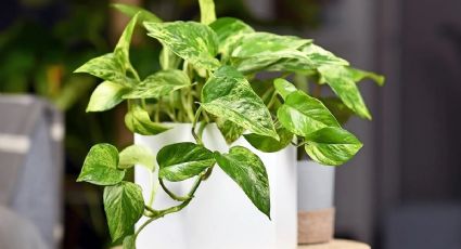 Reproduce rápido tu planta TELÉFONO con estos consejos de jardinería