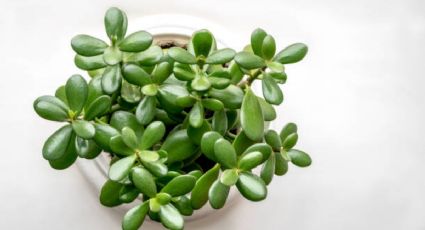 Con un solo INGREDIENTE revive a tu árbol de jade enfermo y seco