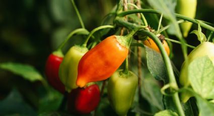 Prepara el mejor ABONO casero para que tus plantas de chile den más frutos con 2 ingredientes