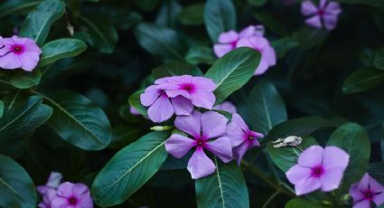 Cómo hacer abono casero y orgánico para plantas de interior en otoño