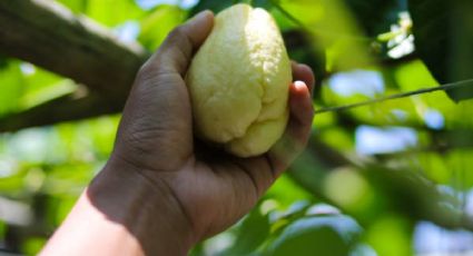 Así puedes cultivar CHAYOTES en macetas para tenerlos en casa | PASO a PASO