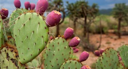 Así puedes cultivar NOPALES en macetas para tenerlos en casa | PASO a PASO