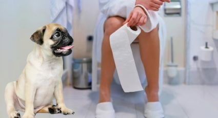 El PODEROSO motivo por el que tu perro te sigue hasta el baño