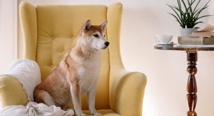 Así puedes usar el VINAGRE para que tus perros NO orinen tus alfombras ni pisos de la casa