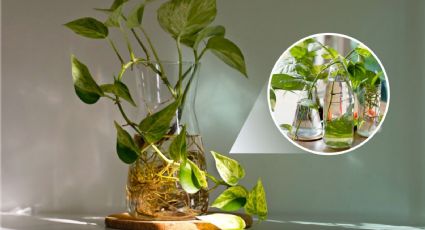 Estas son 5 plantas de interior que CRECEN en agua