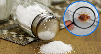 Cómo terminar con las chinches en tu hogar con sal fácil y rápido