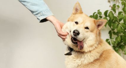 Estas son las PLANTAS de interior que NO puedes tener en casa si tienes perros o mascotas