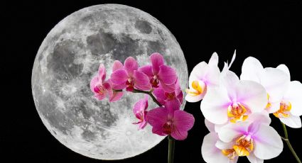 Esta es la fase de la LUNA ideal para cultivar tus ORQUÍDEAS y que estallen de flores en noviembre