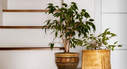 La PODEROSA razón espiritual por la que NO debes poner plantas en las escaleras de tu casa