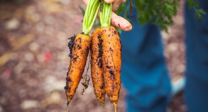 Cómo CULTIVAR zanahorias en bolsas de plástico para que siempre tengas en casa